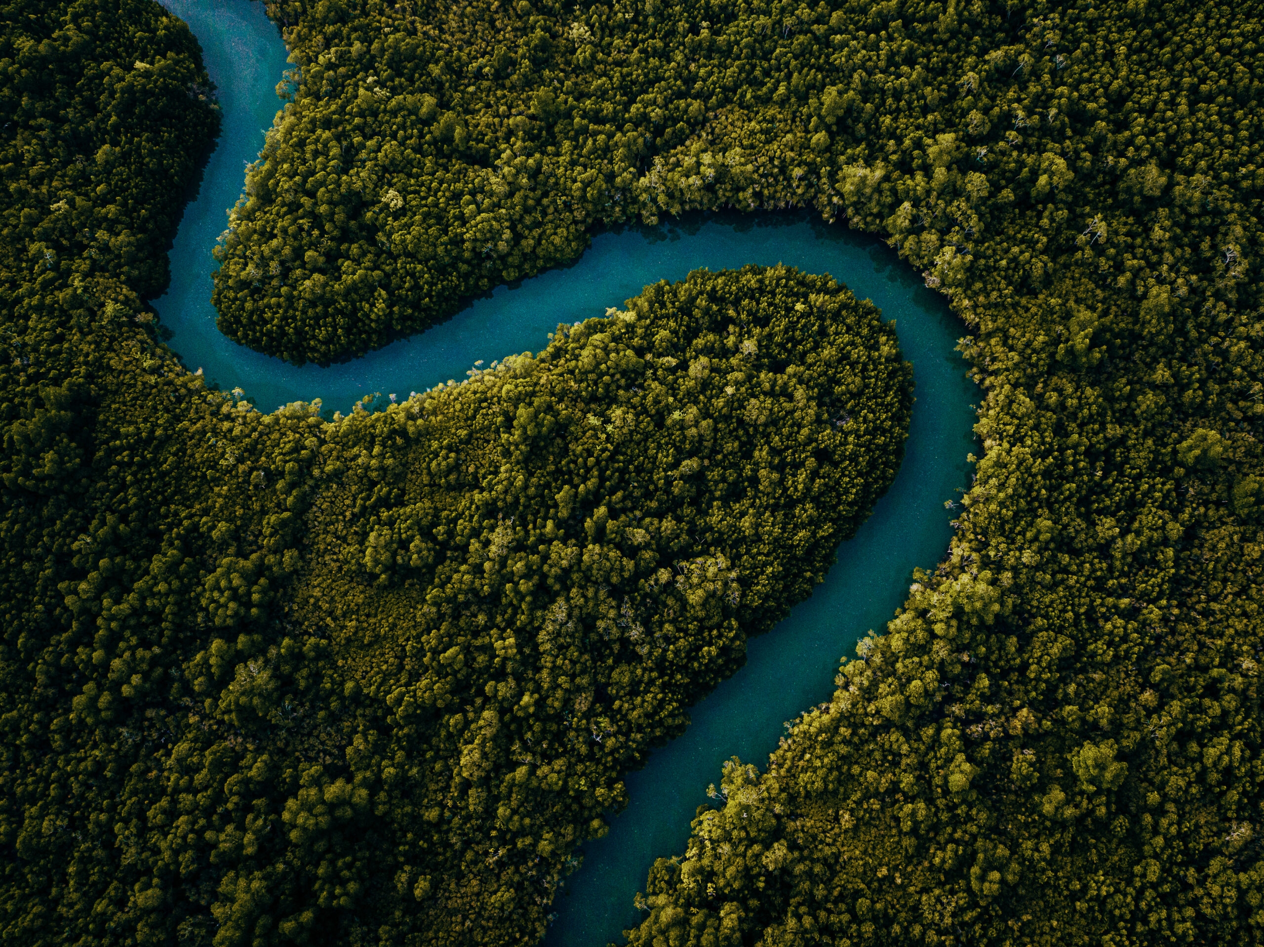 Mangrove River